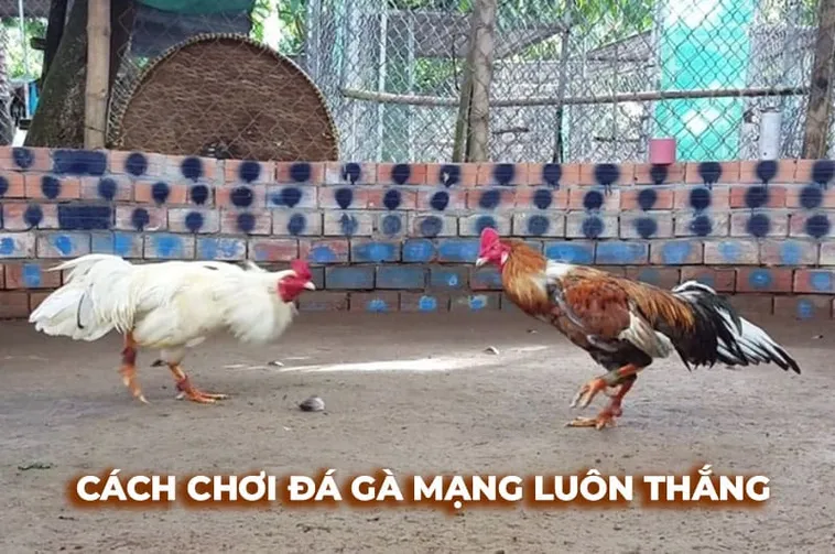 Hướng Dẫn Cách Chơi Đá Gà Sabong Tại GO88 Dễ Thắng Nhất 2 Hướng Dẫn Cách Chơi Đá Gà Sabong Tại GO88 Dễ Thắng Nhất