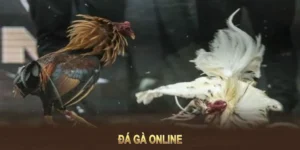 Hướng Dẫn Cách Chơi Đá Gà WS168 Tại GO88 Tối Ưu Thắng Lớn